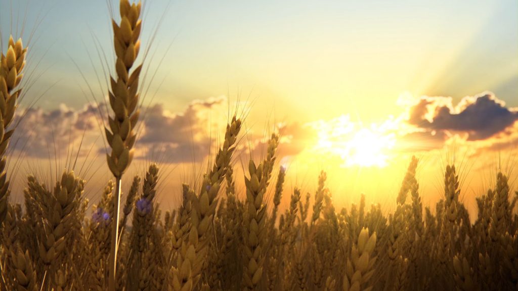 Close-up CG render of the Deutz "Weizenfeld" at sunset.