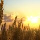 Close-up CG render of the Deutz "Weizenfeld" at sunset.